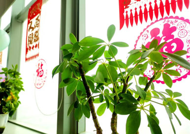 华慧芯科技集团首届春节联欢会